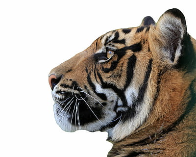fotografia di tigre, tigre, capo, viso, profilo, avvicinamento, bellissimo, isolato, bianca, sfondo, animale, gatto, grande, felino, selvaggio, natura, a strisce, mammifero, carnivoro, gatto non addomesticato, tigre del Bengala, grande gatto, Pericolo, temi animali, un animale, fauna selvatica, animali allo stato selvatico, vertebrato, girato in studio, sfondo bianco, nessuno, parte del corpo animale, guardando lontano, segni di animali, carnivora, testa di animale, baffo, vista profilo, 720P, CC0, dominio pubblico, privo di copyright