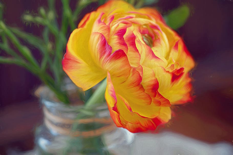 selectiu, focalitzar la fotografia, blanc, vermell, flor de ranunculus, imatge, pintura, flor, florir, gerro, ranunculus, groc vermell, art, planta amb flors, bellesa a la natura, fragilitat, planta, vulnerabilitat, pètal, primer pla, frescor, cap de flor, inflorescència, naturalesa, cap gent, groc, creixement, multicolor, enfocament selectiu, centrar-se en primer pla, suavitat, efecte texturat, 5K