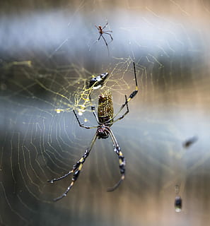 web, edderkop, dråber, sløring, net, web, edderkop, regn, makro, tæt, oRB, væver, guld, gylden, silke, edderkoppespind, overlevelse, dyre temaer, et dyr, insekt, hvirvelløse, skrøbelighed, dyr, dyr i naturen, dyreliv, arachnid, tæt på, fokus på forgrunden, leddyr, sårbarhed, ingen mennesker, spinding, natur, dag, udendørs, dyr ben, kompleksitet, 4K, CC0, offentligt domæne, royaltyfrie