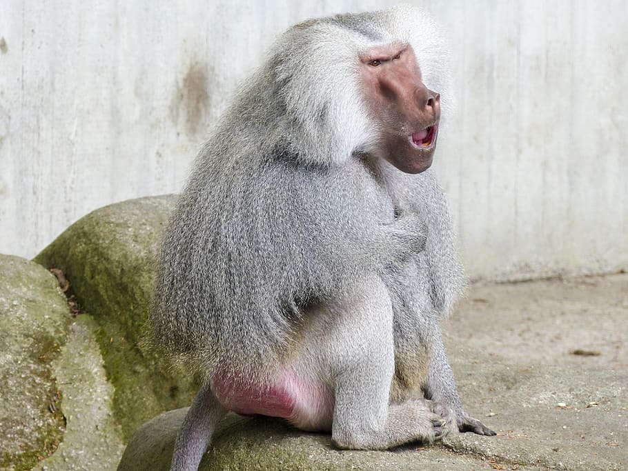 hamadryas babuino, mico, babuí, papio hamadryas, sud-est africà, animal, mamífer, vida salvatge, naturalesa, primat, tropical, pelut, assegut, animals a la natura, fauna animal, un animal, cap gent, vertebrats, dia, zoo, gris, a l'aire lliure, mirant, longitud completa, boca oberta, 4K