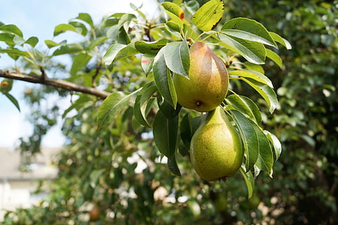 owoce gruszki, gruszki, owoc, grusza, Gruszka, Natura, lato, późne lato, odchodzi, drzewo, jedzenie i picie, jedzenie, zdrowe odżywianie, roślina, część rośliny, liść, wzrost, zielony kolor, świeżość, żadnych ludzi, skupić się na pierwszym planie, zbliżenie, dzień, wiszące, rolnictwo, Oddział, dobre samopoczucie, na dworze, niedojrzały, dojrzały, 5K, CC0, domena publiczna, darmowe zdjęcia