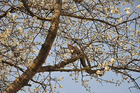 arbre, primavera, brot, alt, mascota, vista d’angle baix, branca, planta, cel, naturalesa, dia, bellesa a la natura, creixement, cap gent, a l'aire lliure, llum solar, planta amb flors, flor, cel clar, tronc, tronc de l'arbre, fragilitat, copa de l'arbre, 4K, CC0, domini públic, lliure de regalies