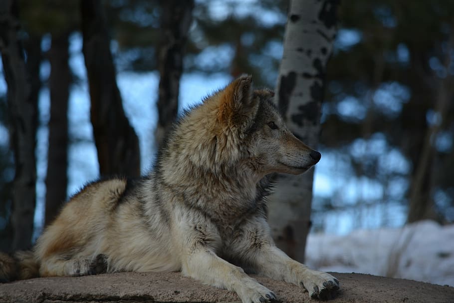 llop, estirat, sòl, arbres, hivern, fora, blanc, marró, gris, neu, alerta, mamífer, un animal, temes d'animals, animal, gos, caní, vertebrats, mascotes, arbre, nacional, centrar-se en primer pla, animals domèstics, cap gent, terra, animals a la natura, fauna animal, naturalesa, mirant cap a fora, mirant, vista del perfil, boca oberta, 5K