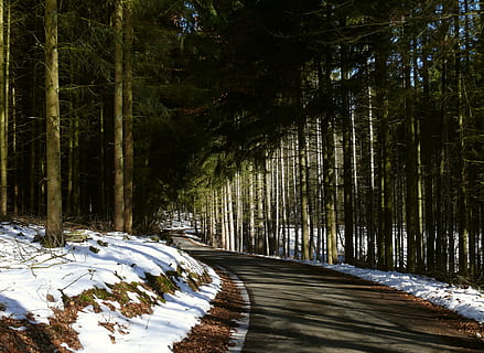 vinter, skog, skogssti, snø, landskap, vintervei, natur, tre, utendørs, scenics, årstid, anlegg, land, skjønnhet i naturen, transport, ro, kaldtemperatur, vekst, retning, veien forover, trestamme, ingen folk, dag, stamme, rolig scene, 2K, CC0, offentlig domene, opphavsrett gratis