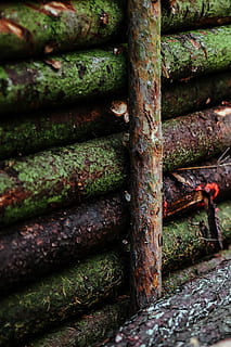 walk, autumn forest, walk in, autumn, forest, leaves, wood, plants, trees, logs, branch, metal, rusty, iron - Metal, steel, industry, backgrounds, old, no people, day, outdoors, close-up, decline, textured, weathered, deterioration, still life, full frame, moss, run-down, pattern, abandoned, green color, stack, 2K, CC0, public domain, royalty free