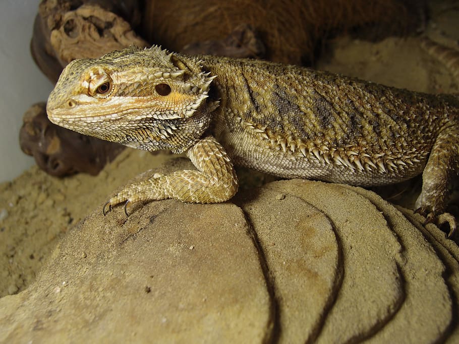 barbut, agama, agama, agama, llangardaix, agama barbada, agama, llangardaix, rèptil, un animal, fauna animal, temes d'animals, animals a la natura, animal, vertebrats, cap gent, sòlid, primer pla, rock, rock - object, naturalesa, iguana, animals en captivitat, vista lateral, dia, part del cos dels animals, cap d’animals, escala d’animals, 2K