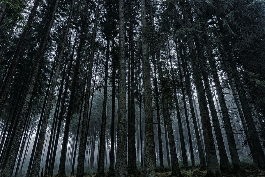 lot d'arbres, bosc, fred, boscos, naturalesa, paisatge, tardor, registre, estructura, cel, bolets, llum solar, arbres, arbre vell, molsa, morgenstimmung, sucursals, fusta, fort, estètic, branques, verd, escorça, marró, tribu, escorça d'arbre, bach, branca, nínxol, cremats, arbre fruiter, decoratiu, llenya, pissarra, faig, fullatge de tardor, benestar, fons, fulles, colorit, octubre, paret de fusta, planificat, branques negres, boira, negre, avet, arbre, pi, tronc de l'arbre, a l'aire lliure, cap gent, escenics, tranquil·litat, planta, terra, vista d’angle baix, bellesa a la natura, tronc, creixement, escena tranquil·la, escena no urbana, escenics - natura, alta - alta, abundància, dia, bambú - planta, bosc de pi, arbre de coníferes, 5K