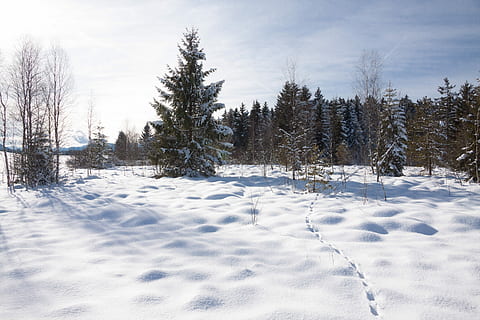 sníh, zima, stromy, les, modrá obloha, zimní, stromy, nebe, modrý, bílý, slunný, stín, horní Bavorsko, bílá barva, studená teplota, Příroda, klidné scény, strom, rostlina, přistát, klid, krása v přírodě, den, nikdo, scenics - příroda, pole, krajina, mimoměstské scény, životní prostředí, venku, borovice, jehličnatého stromu, prašan, 4K, CC0, veřejná doména, bez autorských práv