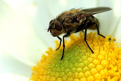 volar, insecte, tancar, macro, insecte de vol, flor, florir, Whopper, naturalesa, jardí, criatura, macro d'insectes, filigrana, flora, ala, invertebrat, un animal, animal, temes d'animals, fauna animal, animals a la natura, primer pla, fragilitat, groc, vulnerabilitat, enfocament selectiu, planta amb flors, cap gent, bellesa a la natura, ala dels animals, abella, pètal, cap de flor, pol·len, polinització, ull d’animals, 2K, CC0, domini públic, lliure de regalies
