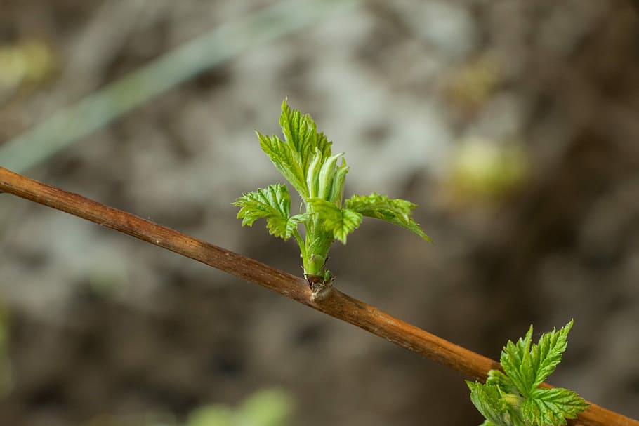 gerds, escapar, full, planta, naturalesa, brots, jardí, creixement, part de la planta, color verd, menjar, primer pla, cap gent, centrar-se en primer pla, dia, bellesa a la natura, menjar i beguda, inicis, frescor, a l'aire lliure, tija de la planta, botànica, herba, fragilitat, 5K