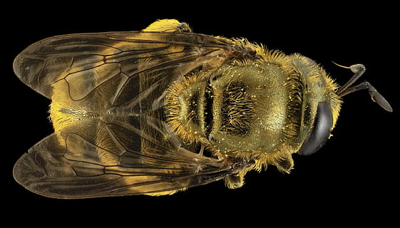 Hoverfly, insekt, makro, monteret, vinger, dyreliv, natur, Syrphidae, microdon, tæt på, myrer, u, s, geologisk undersøgelse, sort baggrund, dyre temaer, studio skud, dyr, et dyr, indendørs, hvirvelløse, dyr i naturen, ingen mennesker, hvirveldyr, biologi, videnskab, leddyr, anatomi, sund kost, zoologi, marine, sommerfugl - insekt, 2K, CC0, offentligt domæne, royaltyfrie