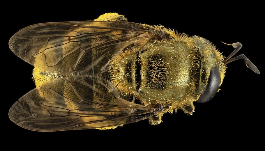 hoverfly, insecte, macro, muntat, error, ales, vida salvatge, naturalesa, sirifus, microdon, primer pla, formigues, u, s, enquesta geològica, fons negre, temes d'animals, tir de l'estudi, animal, un animal, a l'interior, invertebrat, fauna animal, animals a la natura, cap gent, vertebrats, biologia, ciència, artròpode, anatomia, alimentació saludable, zoologia, marí, papallona - insecte, 2K