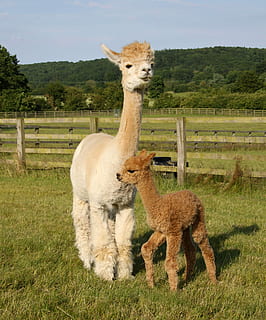 balthazar nuovo nato, beige, lama, in piedi, verde, campo d'erba, giorno, alpaca, campo, erba, albero, foresta, mammifero, temi animali, animale, animali domestici, pianta, terra, gruppo di animali, bestiame, vertebrato, domestico, paesaggio, natura, nessuno, ambiente, colore verde, erbivoro, all'aperto, 2K, CC0, dominio pubblico, privo di copyright