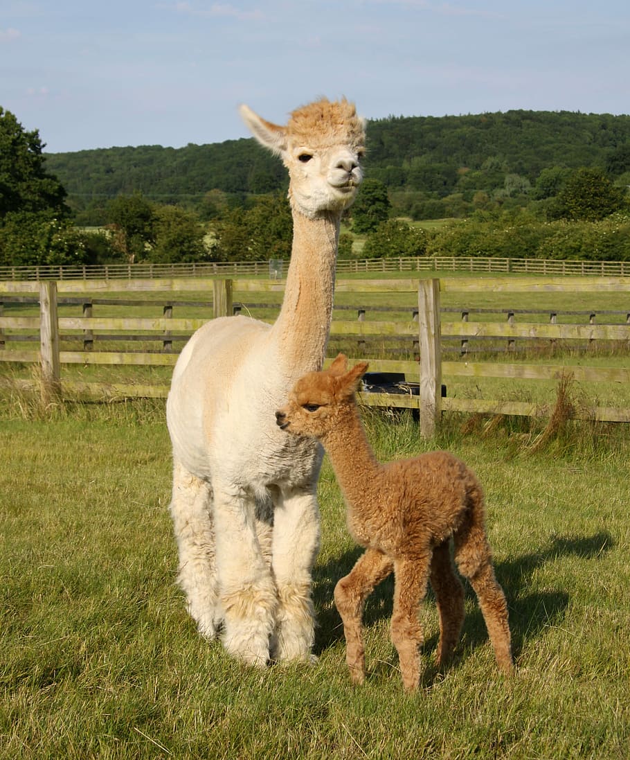 balthazar nuovo nato, beige, lama, in piedi, verde, campo d'erba, giorno, alpaca, campo, erba, albero, foresta, mammifero, temi animali, animale, animali domestici, pianta, terra, gruppo di animali, bestiame, vertebrato, domestico, paesaggio, natura, nessuno, ambiente, colore verde, erbivoro, all'aperto, 2K