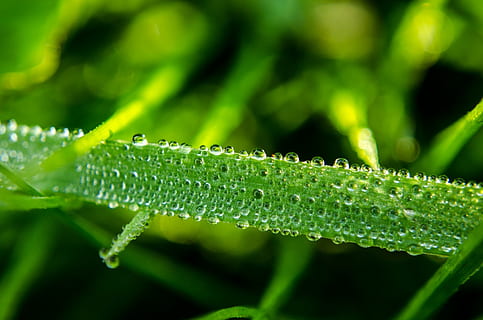 Wassertropfen, fallen, Gras, Makro, Grün, Natur, Element, Regen, nass, Pflanze, grüne Farbe, Wasser, Blatt, Nahansicht, Pflanzenteil, Schönheit in der Natur, Wachstum, Frische, selektiver Fokus, keine Leute, Tag, Grashalm, Fokus auf den Vordergrund, draußen, Tau, Reinheit, Regentropfen, 1080P, CC0, gemeinfrei, lizenzfrei