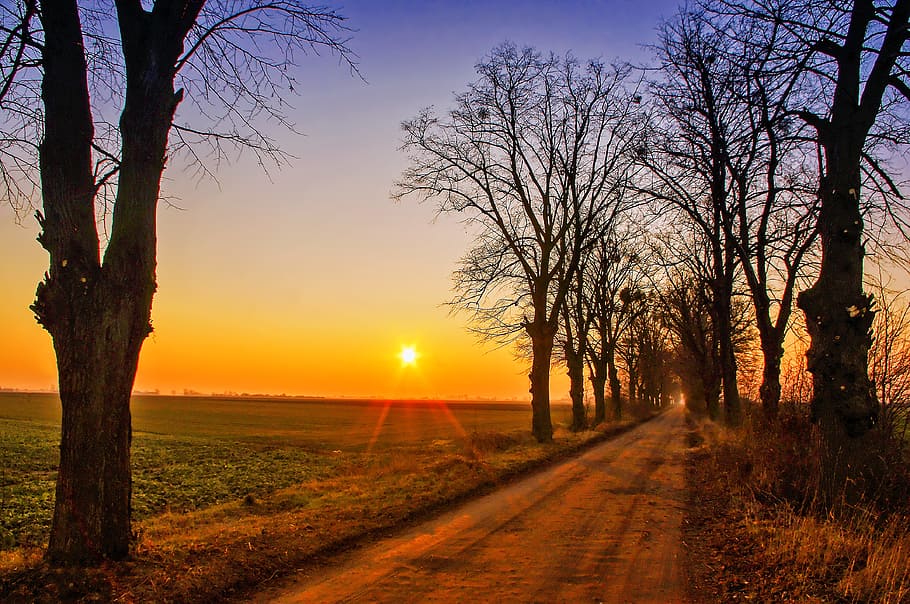 tom, pathway, træer, gylden, time, vej, solnedgang, strålerne, landskab, solen, solens stråler, vest, aura, græs, tusmørke, træ, lys, natur, Polen, himmel, plante, ro, skønhed i naturen, scenics - natur, rolig scene, sollys, bare træ, sol, retning, orange farve, ingen mennesker, ikke-urbane scene, jord, bagagerum, vejen frem, udendørs, linseflare, faldende perspektiv, treelined, 4K