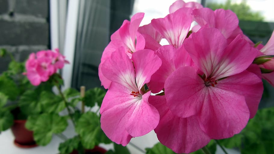 Blumen, Makro, Natur, Sommer-, petun′â, Blume, blühende Pflanze, Zerbrechlichkeit, Pflanze, Verletzlichkeit, Blütenblatt, Schönheit in der Natur, Frische, Blütenkopf, pinke Farbe, Blütenstand, Wachstum, Nahansicht, keine Leute, Fokus auf den Vordergrund, Tag, draußen, Petunie, Vorder- oder Hinterhof, Pollen, lila, 4K