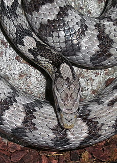 Snakes, Corn, Gray, black, snake, reptile, animal themes, animal wildlife, animals in the wild, one animal, animal, close-up, no people, vertebrate, pattern, animal scale, high angle view, animal skin, animal body part, natural pattern, animal markings, indoors, day, poisonous, silver colored, marine, 1080P, CC0, public domain, royalty free