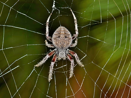 tæt på, Foto, orb-weaver spider, edderkop, orb spider, orb væver, web, svømmehud, fælde, fanget, fældefangst, arachnid, væsen, dyr, araknofobi, fobi, fobisk, rovdyr, aggressiv, fangst, uhyggelig, otte legged, natur, dyreliv, arter, makro, biologi, leddyr, Araneidae, edderkoppespind, hvirvelløse, dyre temaer, et dyr, insekt, dyr i naturen, skrøbelighed, fokus på forgrunden, ingen mennesker, sårbarhed, zoologi, dyr ben, dag, udendørs, kompleksitet, 4K, CC0, offentligt domæne, royaltyfrie