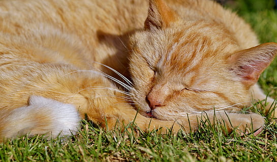 orange, tabby, kat, sovende, grøn, græs, tomcat, rødhårede, hvile, søvn, ikke at vågne, hjem, kæledyr, forstyr ikke, træt af, siesta, rekreation, pattedyr, dyre temaer, lempelse, dyr, feline, indenlandske, et dyr, husdyr, lukkede øjne, hvilende, indenlandske kat, tæt på, hvirveldyr, ingen mennesker, ligger ned, bakkenbart, dyr hoved, ingefær kat, 5K, CC0, offentligt domæne, royaltyfrie