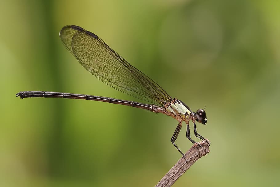 selectiu, focalitzar la fotografia, posant-se damiatilitzat, branca, senyoreta, odonata, insecte, macro, libèl·lula, fauna, animals, tancar, vida salvatge, naturalesa, invertebrat, temes d'animals, animal, ala dels animals, fauna animal, un animal, primer pla, animals a la natura, centrar-se en primer pla, planta, cap gent, dia, color verd, a l'aire lliure, arbre, 2K