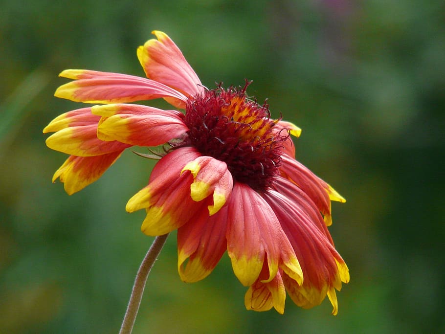 slunce vaří, helenium, kompozitů, asteraceae, květ, květinová zahrada, flóra, letní květina, žlutá, oranžový, Červené, kvetoucí rostlina, svěžest, rostlina, krása v přírodě, křehkost, zranitelnost, okvětní lístek, detail, květu hlavy, květenství, růst, zaměřit se na popředí, Příroda, nikdo, coneflower, zelená barva, venku, pyl, jaro, 2K