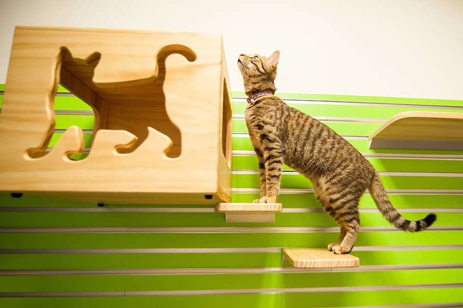 kat, kat værelse, kitty, pattedyr, indenlandske, kæledyr, husdyr, indenlandske kat, et dyr, ingen mennesker, feline, fuld længde, indendørs, hoppe, hvirveldyr, stribet, ungt dyr, killing, sjovt, tabby, 2K