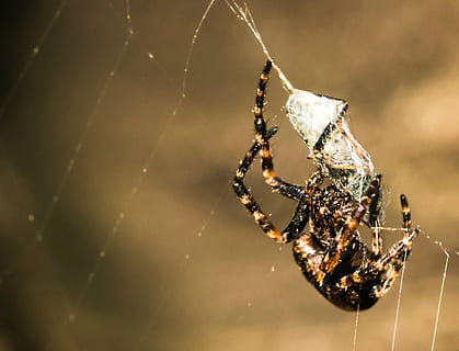 ragno, Rete, preda, macro, catturato, ragnatela, insetto predatore, avvicinamento, temi animali, invertebrato, insetto, concentrarsi sulle conoscenze acquisite, fauna selvatica, aracnide, animale, artropodo, fragilità, animali allo stato selvatico, un animale, nessuno, vulnerabilità, natura, sopravvivenza, messa a fuoco selettiva, all'aperto, web, gamba animale, complessità, 1080P, CC0, dominio pubblico, privo di copyright