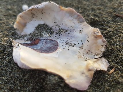 ostrica, conchiglia, mare, avvicinamento, nessuno, cibo, animale, terra, fauna selvatica, messa a fuoco selettiva, natura, guscio di animale, bellezza nella natura, cibo e bevande, natura morta, giorno, animali allo stato selvatico, temi animali, all'aperto, spiaggia, marino, 4K, CC0, dominio pubblico, privo di copyright