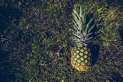 græs, blade, ananas, grøn, baggrund, tæt på, farver, frugt, form, tropisk frugt, plante, mad og drikke, ingen mennesker, grøn farve, vækst, sund kost, mad, natur, træ, velvære, friskhed, gul, dag, udendørs, jord, landbrug, frugt træ, moden, 5K, CC0, offentligt domæne, royaltyfrie