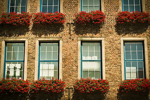 vermell, lot de flors, muntat, marró, concret, paret, arquitectura, finestra, façana, finestra antiga, edifici, vidre, casa, hauswand, paret de pedra, vell, maons, flors, plantar, Ajuntament, düsseldorf, preservació històrica, històricament, ciutat, llocs d'interès, barri antic, edifici antic, monument, urbà, centre històric, flor, exterior de l'edifici, estructura construïda, planta amb flors, planta, creixement, naturalesa, cap gent, frescor, dia, bellesa a la natura, a l'aire lliure, barri residencial, fragilitat, llum solar, marc complet, apartament, llit de flors, 4K, CC0, domini públic, lliure de regalies