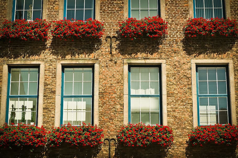 vermell, lot de flors, muntat, marró, concret, paret, arquitectura, finestra, façana, finestra antiga, edifici, vidre, casa, hauswand, paret de pedra, vell, maons, flors, plantar, Ajuntament, düsseldorf, preservació històrica, històricament, ciutat, llocs d'interès, barri antic, edifici antic, monument, urbà, centre històric, flor, exterior de l'edifici, estructura construïda, planta amb flors, planta, creixement, naturalesa, cap gent, frescor, dia, bellesa a la natura, a l'aire lliure, barri residencial, fragilitat, llum solar, marc complet, apartament, llit de flors, 4K