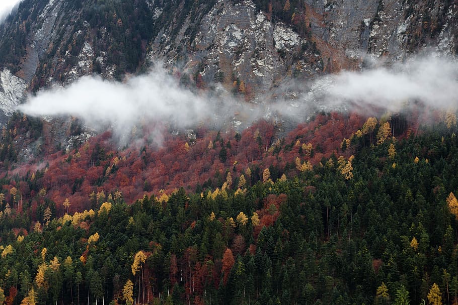 verd, marró, arbres forestals, muntanya, groc, vermell, arbres, boira, núvol, arbre, bosc, ennuvolat, caure, rock, tardor, fusta, escènic, a l'aire lliure, suïssa, igi, cara de muntanya, planta, bellesa a la natura, escenics - natura, creixement, terra, naturalesa, cap gent, escena no urbana, escena tranquil·la, medi ambient, paisatge, tranquil·litat, dia, vista d’angle alt, canvi, pi, col·lecció de tardor, arbre de coníferes, bosc de pi, 4K