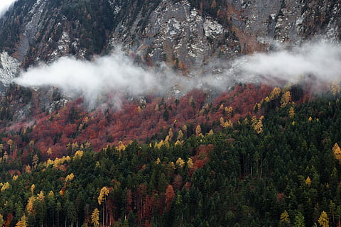 Gelb, Blütenblätter, Berge, Grün, rot, Blume, neben, Berg, Natur, Wälder, Bäume, Gras, üppig, Vegetation, Nebel, Steigung, Felsen, Farben, Linien, Muster, Perspektive, Tag, draußen, keine Leute, szenen, Baum, Pflanze, Schönheit in der Natur, Szenen - Natur, Land, Wald, Nicht-städtische Szene, Wachstum, Herbst, Umgebung, Landschaft, ruhige Szene, Ruhe, Veränderung, High Angle View, Kiefer, Herbstkollektion, Nadelbaum, Kiefernwald, 4K, CC0, gemeinfrei, lizenzfrei