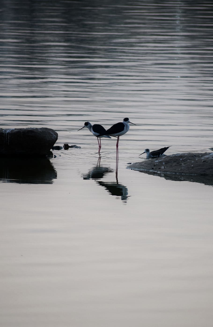 paisatge, ocells, llac, reflexió, aigua, onades, ocells de l'amor, grulla d'ocell, naturalesa, bonic, Bangalore, temes d'animals, animal, ocell, animals a la natura, vertebrats, fauna animal, cap gent, grup d’animals, davant del mar, dia, dos animals, vista lateral, a l'aire lliure, bellesa a la natura, 4K