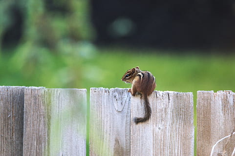chipmunk, natura, piccolo, temi animali, animale, un animale, recinto, legno - materiale, confine, barriera, mammifero, fauna selvatica, animali allo stato selvatico, roditore, vertebrato, nessuno, concentrarsi sulle conoscenze acquisite, scoiattolo, giorno, all'aperto, albero, post in legno, inviare, abbaiare, 4K, CC0, dominio pubblico, privo di copyright