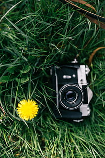 vintage, kamera, bidang, berbunga, pemerkosaan, wanita, musim panas, berkembang, fotografi, juru potret, hobi, musim semi, zenit, gairah, kamera - peralatan fotografi, kuno, bergaya retro, tema fotografi, peralatan, tua, lensa - alat optik, foto, objek tunggal, teknologi, rumput, bunga, warna hijau, menanam, pertumbuhan, tanaman berbunga, alam, merapatkan, kamera digital, peralatan fotografi, hari, keindahan di alam, memotret, tanah, tidak ada orang, di luar rumah, modern, kepala bunga, 4K, CC0, domain publik, bebas royalti
