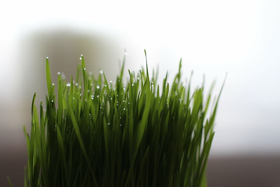 pisica de iarba, iarbă, iarba de grau, Culoarea verde, plantă, creştere, prospeţime, a închide, natură, nici o persoana, cădere brusca, umed, în interior, vegetal, să se concentreze asupra primelor elemente, frumusețe în natură, selectiv, apă, frunze, parte a plantelor, începuturi, rouă, fir de iarbă, 5K