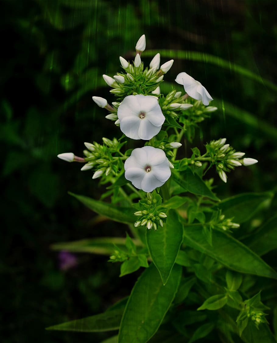 dacha, estiu, flors, planta amb flors, planta, flor, vulnerabilitat, fragilitat, pètal, frescor, creixement, bellesa a la natura, cap de flor, inflorescència, Color blanc, primer pla, naturalesa, color verd, part de la planta, full, centrar-se en primer pla, cap gent, dia, a l'aire lliure, 4K
