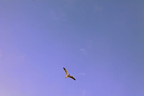 white, bird, flying, air, low, angle, photography, stork, animals, flight, sky, clouds, clear, blue, one animal, animals in the wild, animal themes, animal wildlife, spread wings, clear sky, animal, vertebrate, copy space, mid-air, nature, no people, freedom, low angle view, motion, day, animal body part, seagull, 4K