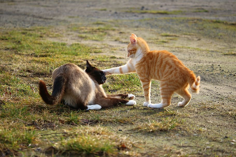 to, orange, siamese katte, græsfelt, orange tabby, tabby kat, burmesisk kat, jord, kat, kæmpe, Spille, killing, siamese kat, siameser, dyreliv, dyr i naturen, dyr, dyre temaer, pattedyr, græs, gruppe af dyr, hvirveldyr, indenlandske, husdyr, kæledyr, to dyr, feline, indenlandske kat, natur, ingen mennesker, dag, Mark, samvær, dyre familie, 5K