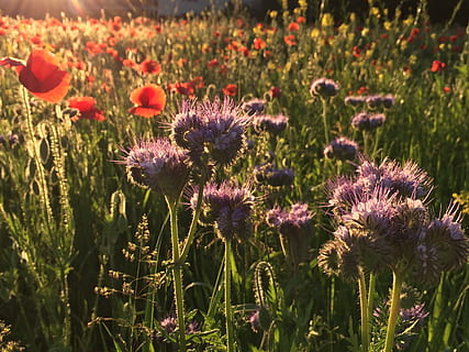 Waldegg, Winterthur, Seen, winterthur, seen, flower, purple, nature, plant, field, outdoors, flowering plant, freshness, growth, beauty in nature, fragility, vulnerability, land, close-up, flower head, petal, inflorescence, no people, day, sunlight, thistle, springtime, 2K, CC0, public domain, royalty free