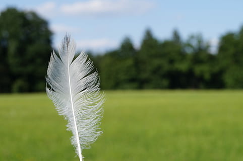 Frühling, Leicht, Nieder, Leichtigkeit, Federgewicht, Landschaft, Wind, Sommer-, Feder, Vogel, Gras, Natur, keine Leute, Tag, Pflanze, Fokus auf den Vordergrund, Weichheit, Verletzlichkeit, Zerbrechlichkeit, weiße Farbe, Land, Feld, Nahansicht, Baum, grüne Farbe, draußen, Schönheit in der Natur, Sport, 4K, CC0, gemeinfrei, lizenzfrei