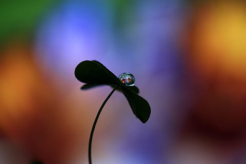 foto ravvicinata, goccia di rugiada, pianta, far cadere, macro, trifoglio, riflessione, avvicinamento, animale, nessuno, temi animali, un animale, fauna selvatica, concentrarsi sulle conoscenze acquisite, freschezza, messa a fuoco selettiva, animali allo stato selvatico, natura, fiore, all'aperto, blu, colore verde, pianta fiorita, bellezza nella natura, musica, giorno, viola, 5K, CC0, dominio pubblico, privo di copyright