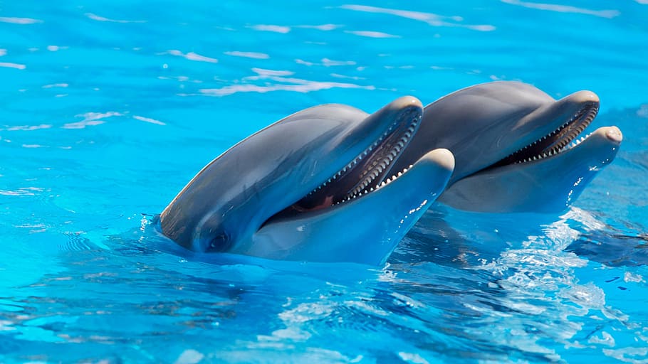 gris, dofins, cos, aigua, animal, bonic, peix, mamífers, vida marina, a l'aire lliure, piscina, nedar, turquesa, un animal, temes d'animals, dofí, mamífer, animals a la natura, cap gent, blau, dia, fauna animal, mar, mamífer aquàtic, sota l'aigua, vertebrats, naturalesa, marí, la vida marina, part del cos dels animals, boca oberta, boca d’animals, color turquesa, cap d’animals, 4K