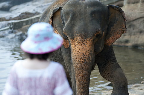 Zuneigung, Tier, Rückansicht, Baden, Achtung, Elefant, Liebe, Säugetier, draußen, Park, Fluss, Felsen, Tourismus, Tourist, Reise, Kofferraum, Wasser, nass, Tierwelt, Frau, Zoo, gemeinfreie Bilder, Asien, Thailand, Natur, Tierstamm, Tag, indischer Elefant, Tierkörperteil, Erwachsene, Wirbeltier, Hut, Tiere in freier Wildbahn, Menschen, Zusammengehörigkeit, asiatischer Elefant, 4K, CC0, gemeinfrei, lizenzfrei