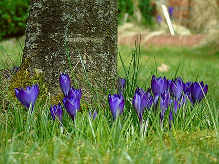 Krokus, Blau, Garten, Frühling, Blume, lila, Blumen, Frühlingsblume, Frühlingserwachen, Gras, Frühblüher, Pflanze, frühlingsanfang, schließen, Vorbote des Frühlings, violett, Ende des Winters, Wachstum, blühende Pflanze, Natur, Iris, Land, Schönheit in der Natur, Feld, Frische, Baumstamm, Kofferraum, Tag, Zerbrechlichkeit, grüne Farbe, Verletzlichkeit, selektiver Fokus, keine Leute, draußen, Blumenbeet, 2K, CC0, gemeinfrei, lizenzfrei