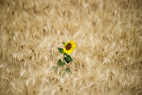 floarea-soarelui, soare, grâu, natură, floare, galben, vară, camp, luncă, plantă, în aer liber, rural, flori, primăvară, frumusețe în natură, iarbă, nici o persoana, imagine color, planta de cereale, planta cu flori, fragilitate, vulnerabilitate, creştere, prospeţime, teren, zi, cap de floare, a închide, selectiv, inflorescenţă, petală, 4K