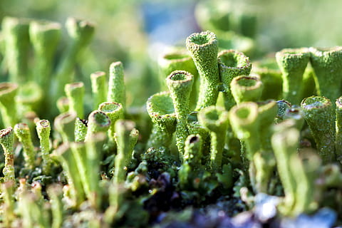 macro, verd, molsa, rosada, planta, tancar, gota d’aigua, color verd, creixement, cap gent, enfocament selectiu, primer pla, bellesa a la natura, naturalesa, dia, vegetals, menjar, menjar i beguda, terra, part de la planta, a l'aire lliure, frescor, full, alimentació saludable, inicis, centrar-se en primer pla, 4K, CC0, domini públic, lliure de regalies