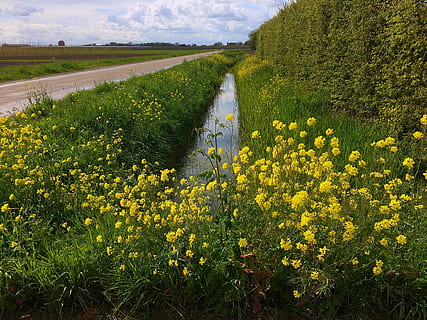 rapeseed, Belanda, awan, pemandangan, alam, padang rumput, polderroad, rumput, kuning, pertanian, tanah pertanian, pemandangan pedesaan, bunga, bidang, menanam, tanaman berbunga, keindahan di alam, pertumbuhan, tanah, ketenangan, scenics - alam, adegan yang tenang, lingkungan Hidup, tidak ada orang, langit, hari, kesegaran, di luar rumah, 2K, CC0, domain publik, bebas royalti
